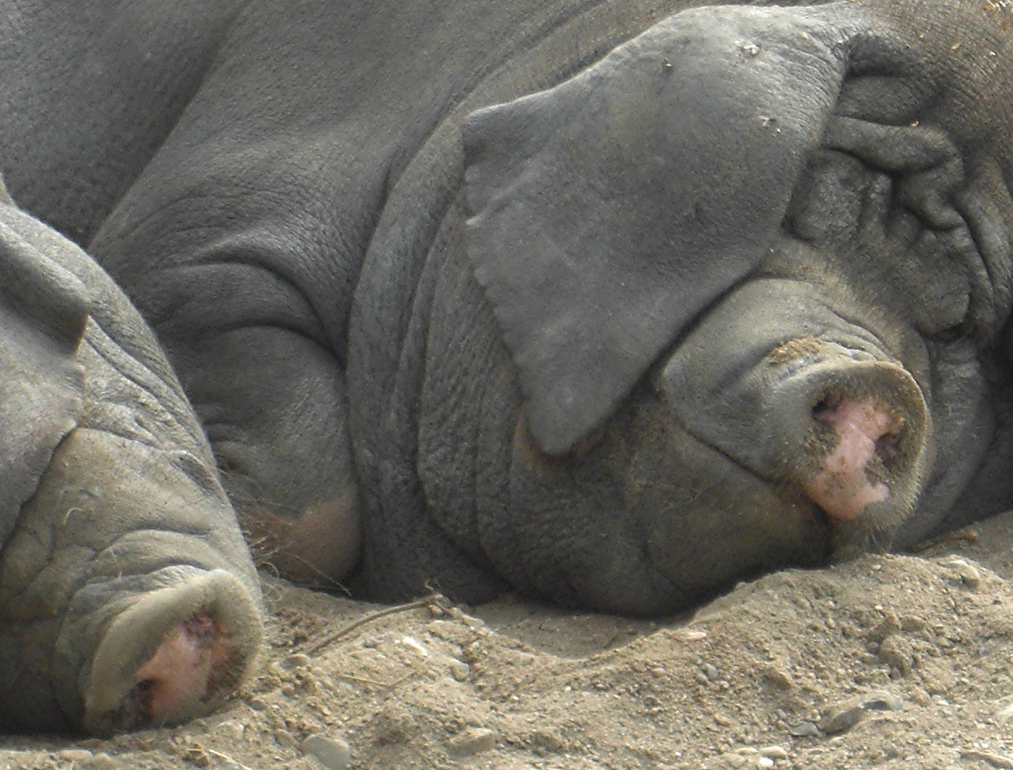 Schweine - im Tierpark Warder