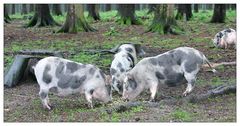 Schweine im Wald