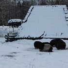 Schweine im Winter