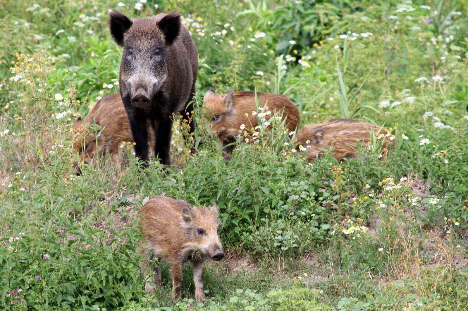 Schweine in Wolfsburg (Barnbruch)