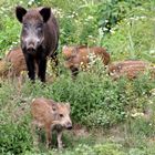 Schweine in Wolfsburg (Barnbruch)