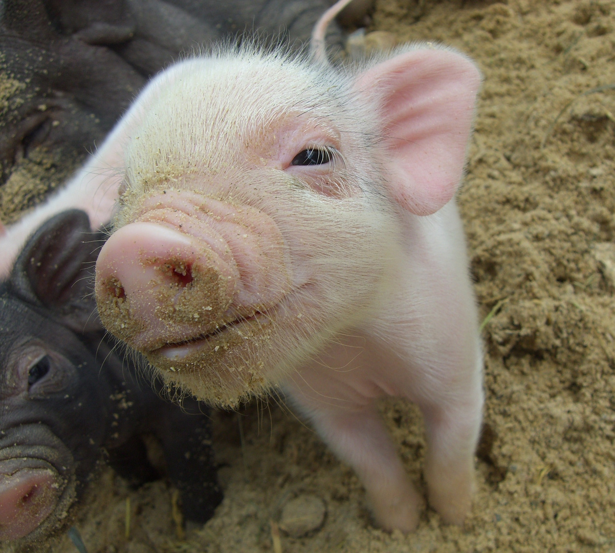 Schweine Lachen Foto & Bild tiere,