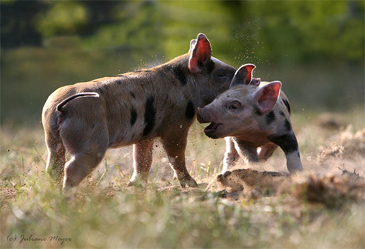 Schweine spaßig