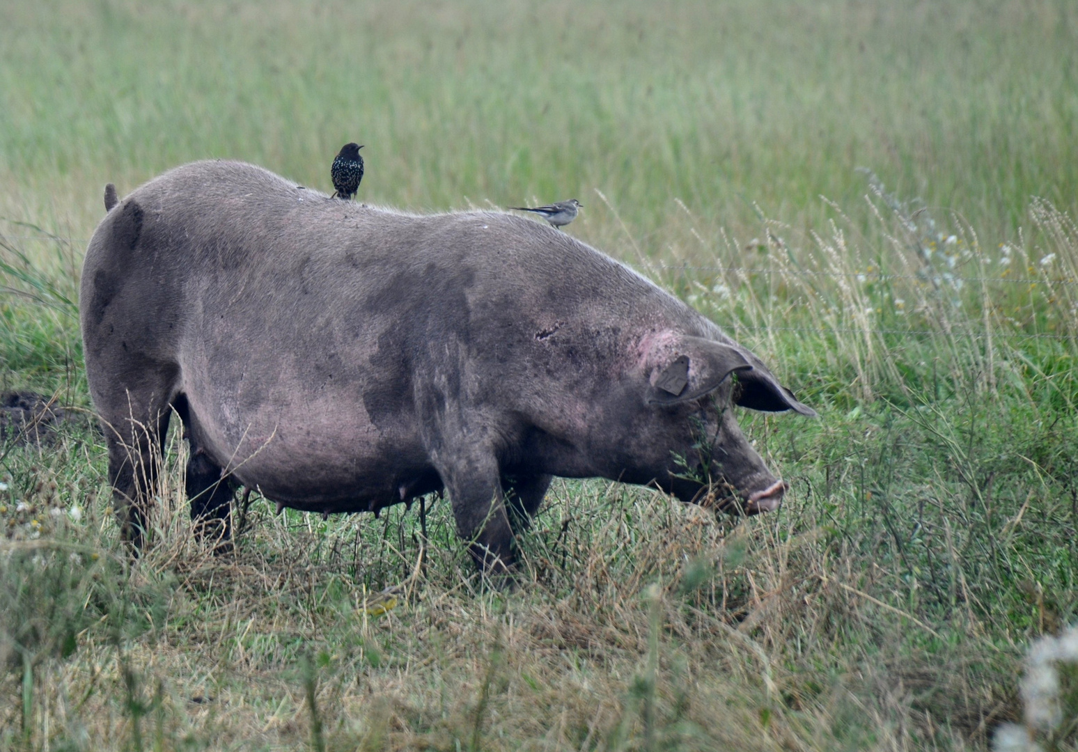 Schweine-Taxi