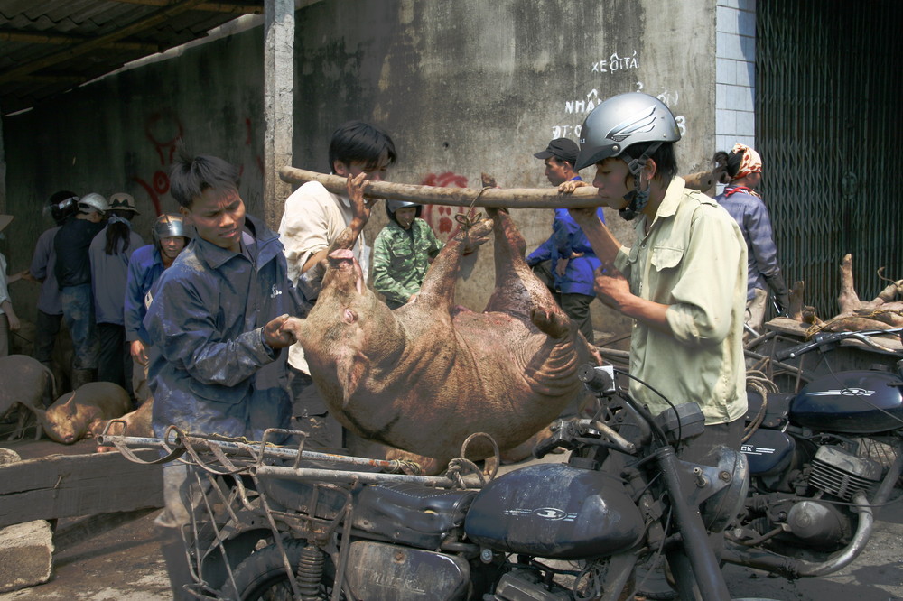 " Schweine Transport auf Vietnamesisch "