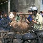 " Schweine Transport auf Vietnamesisch "