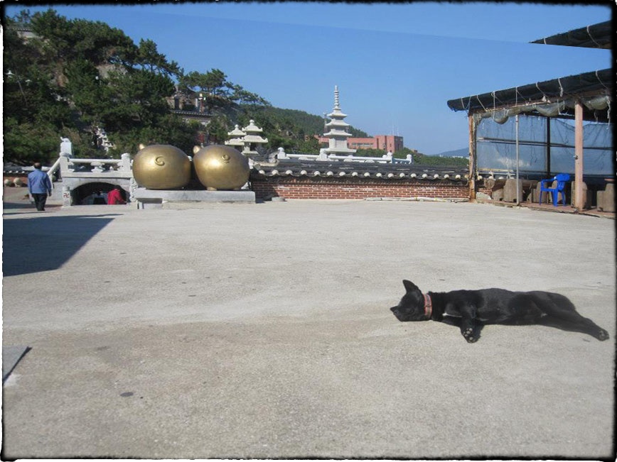 Schweine und Hund am Tempel