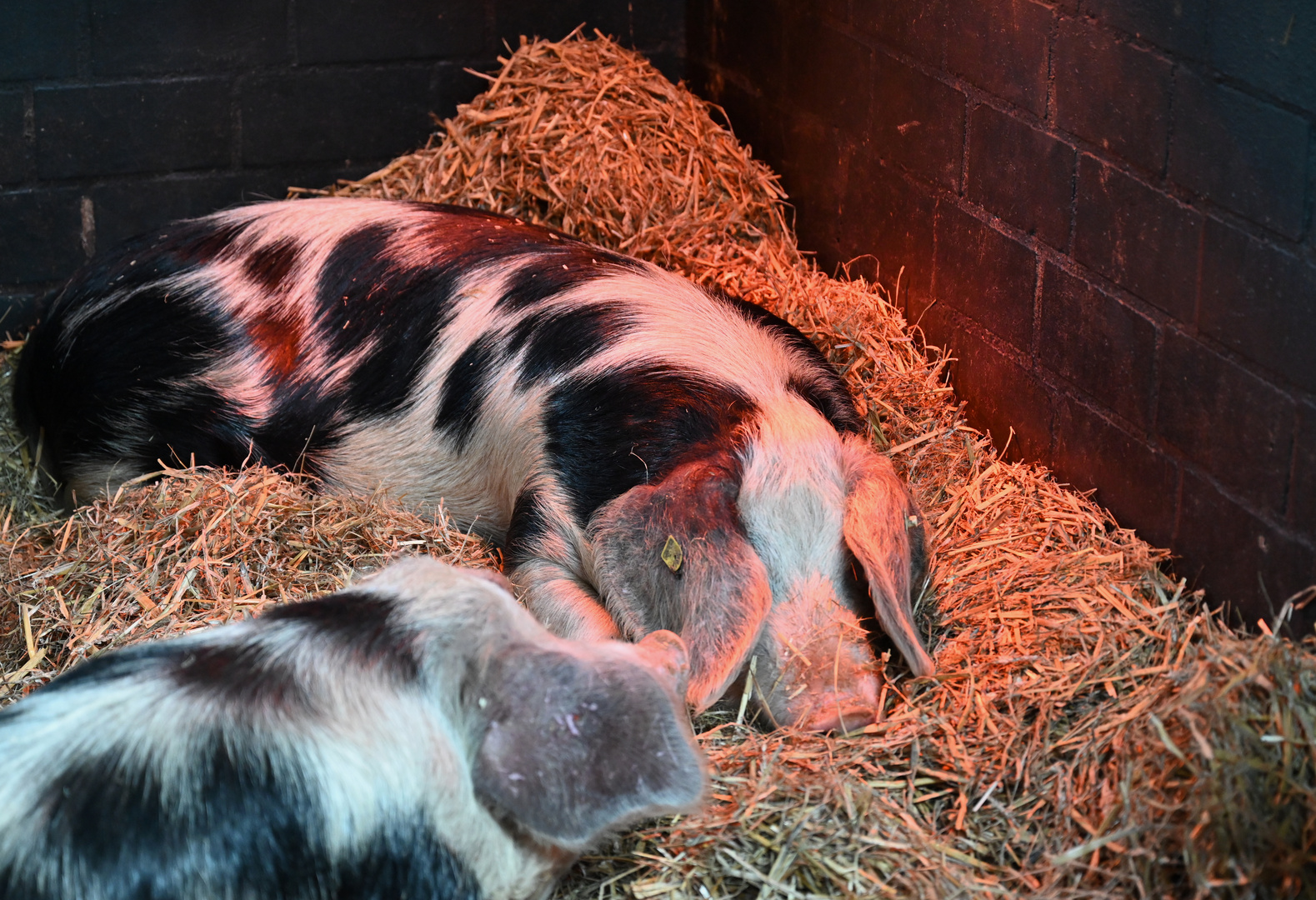 Schweine unter der Wärmelampe