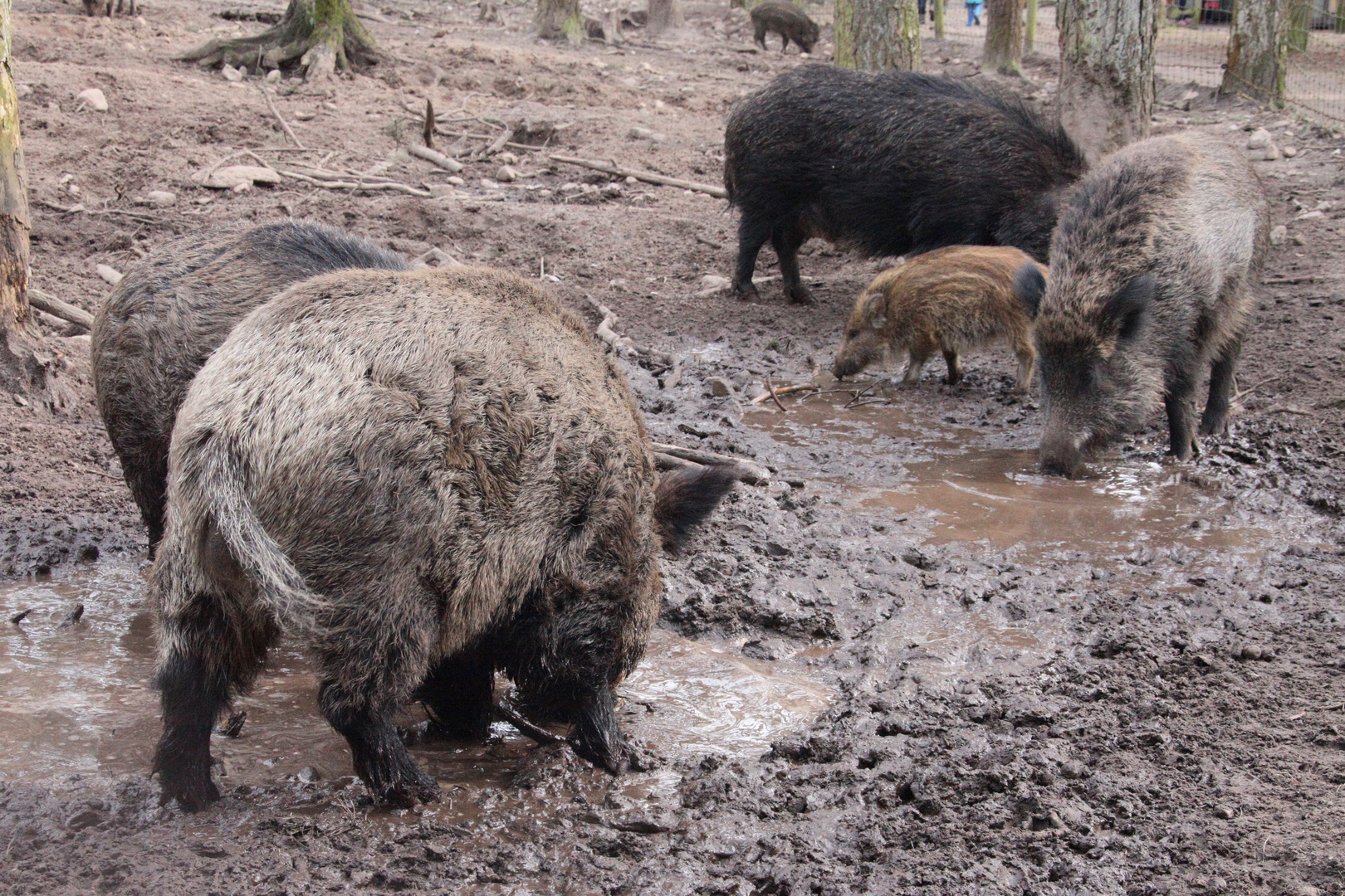 Schweine  -  Wildschweine