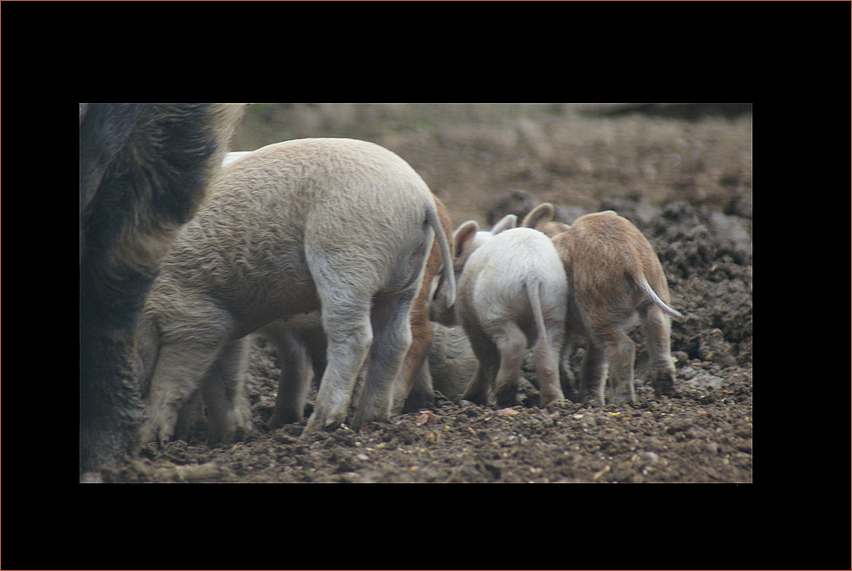 Schweinebacke