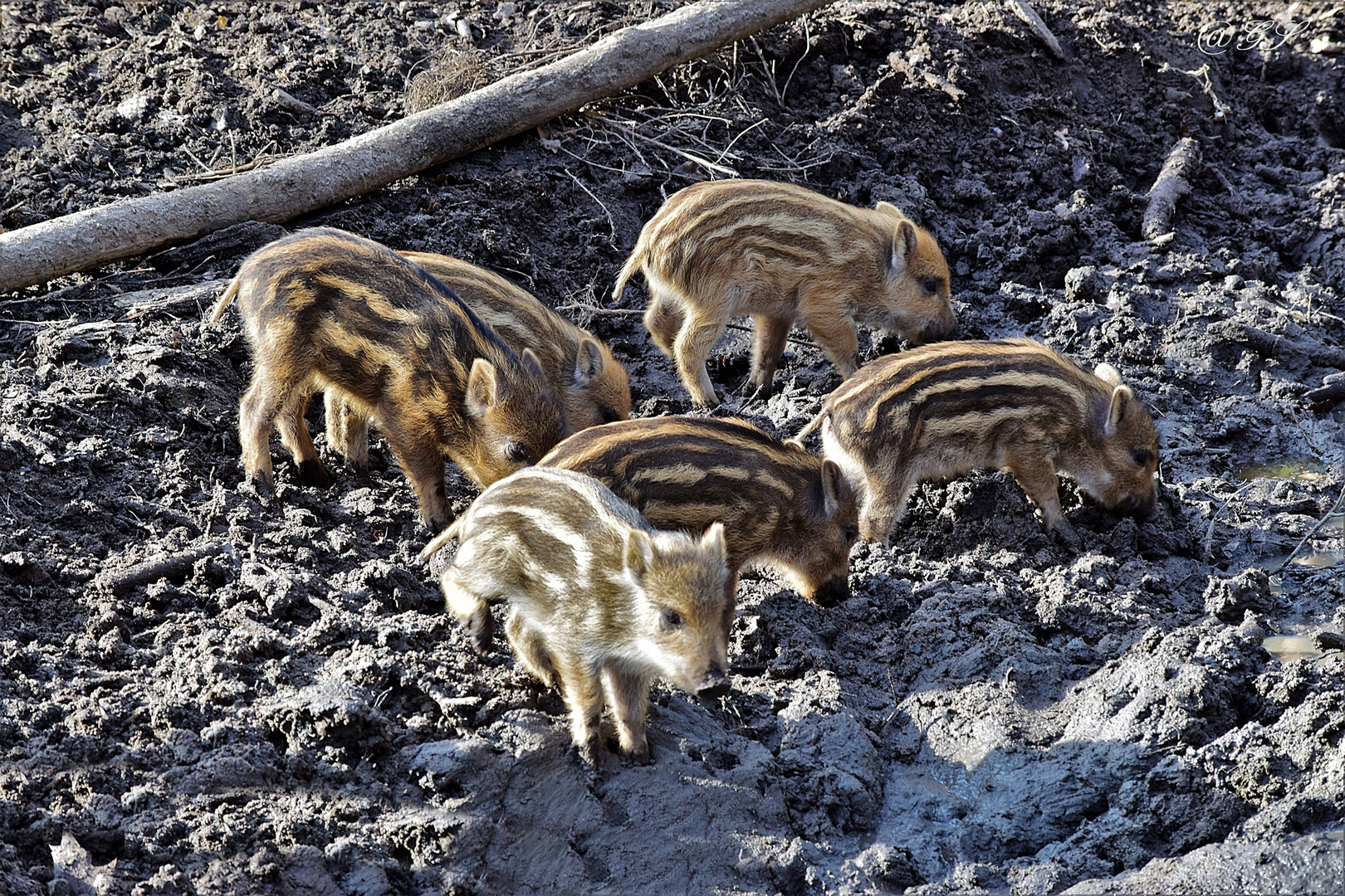 Schweinebande.