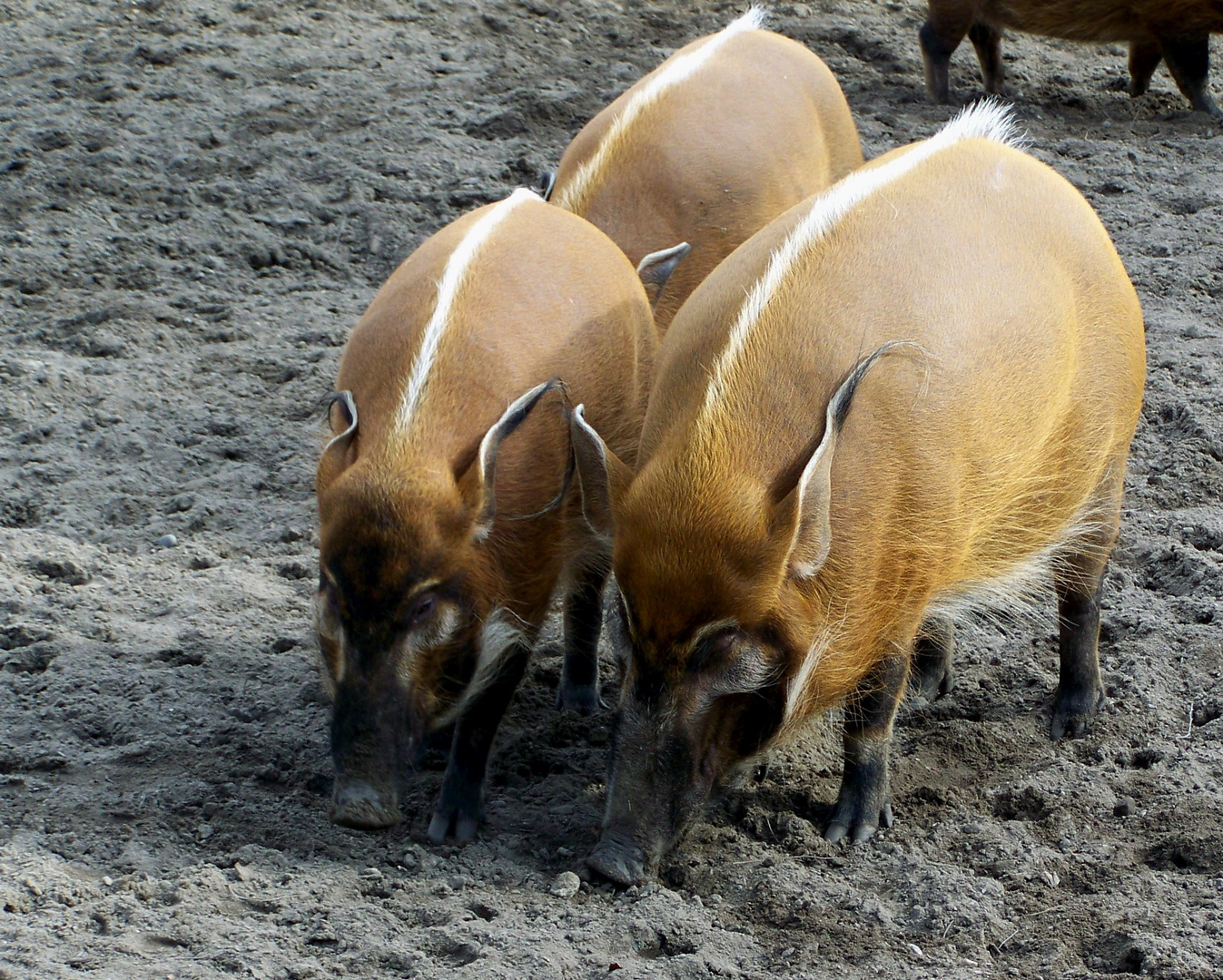 Schweinebande!