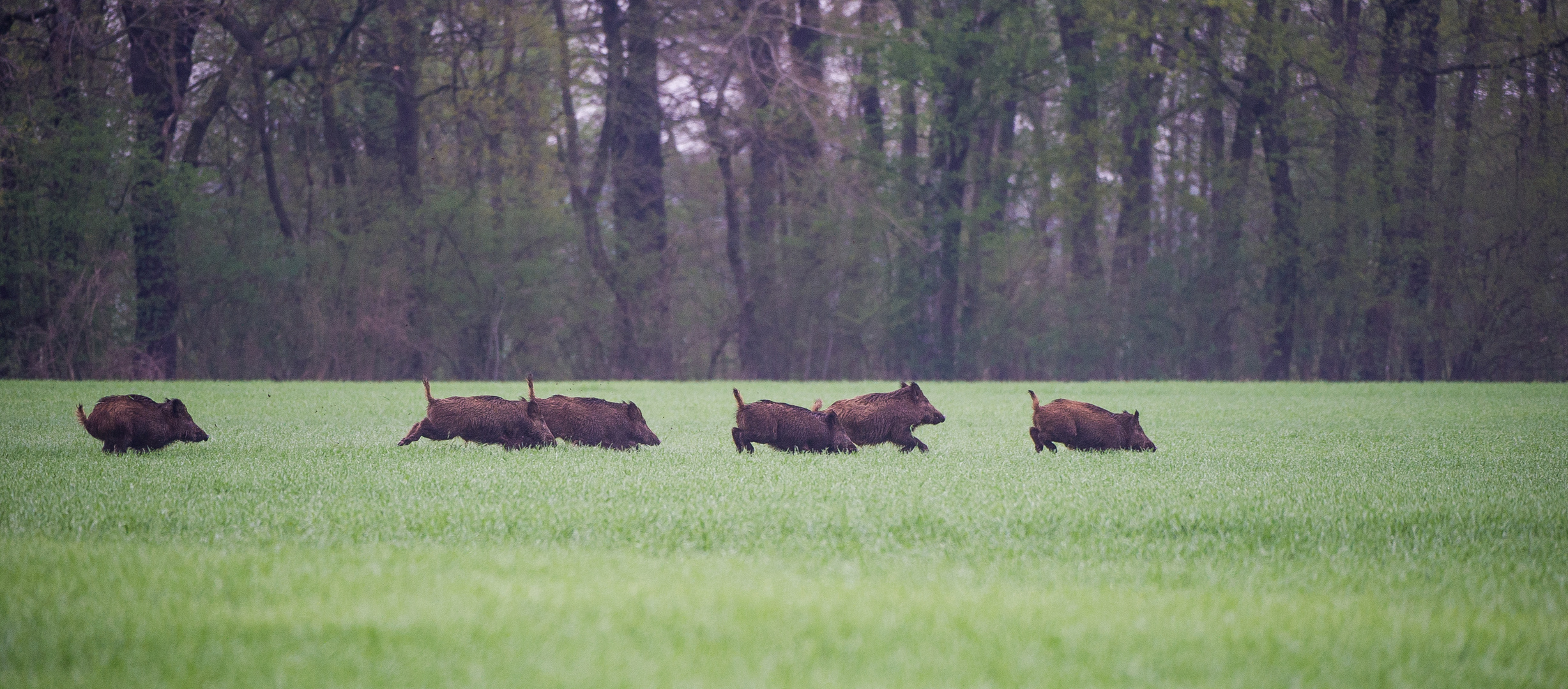 SCHWEINEBANDE