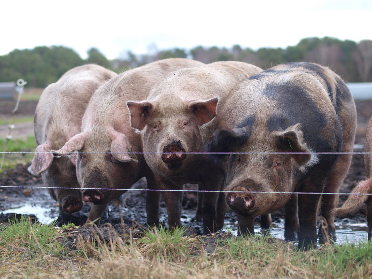 Schweinebande