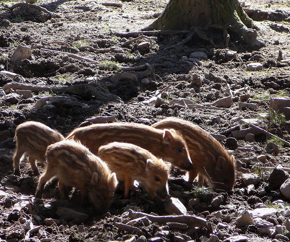 "Schweinebande" :-)