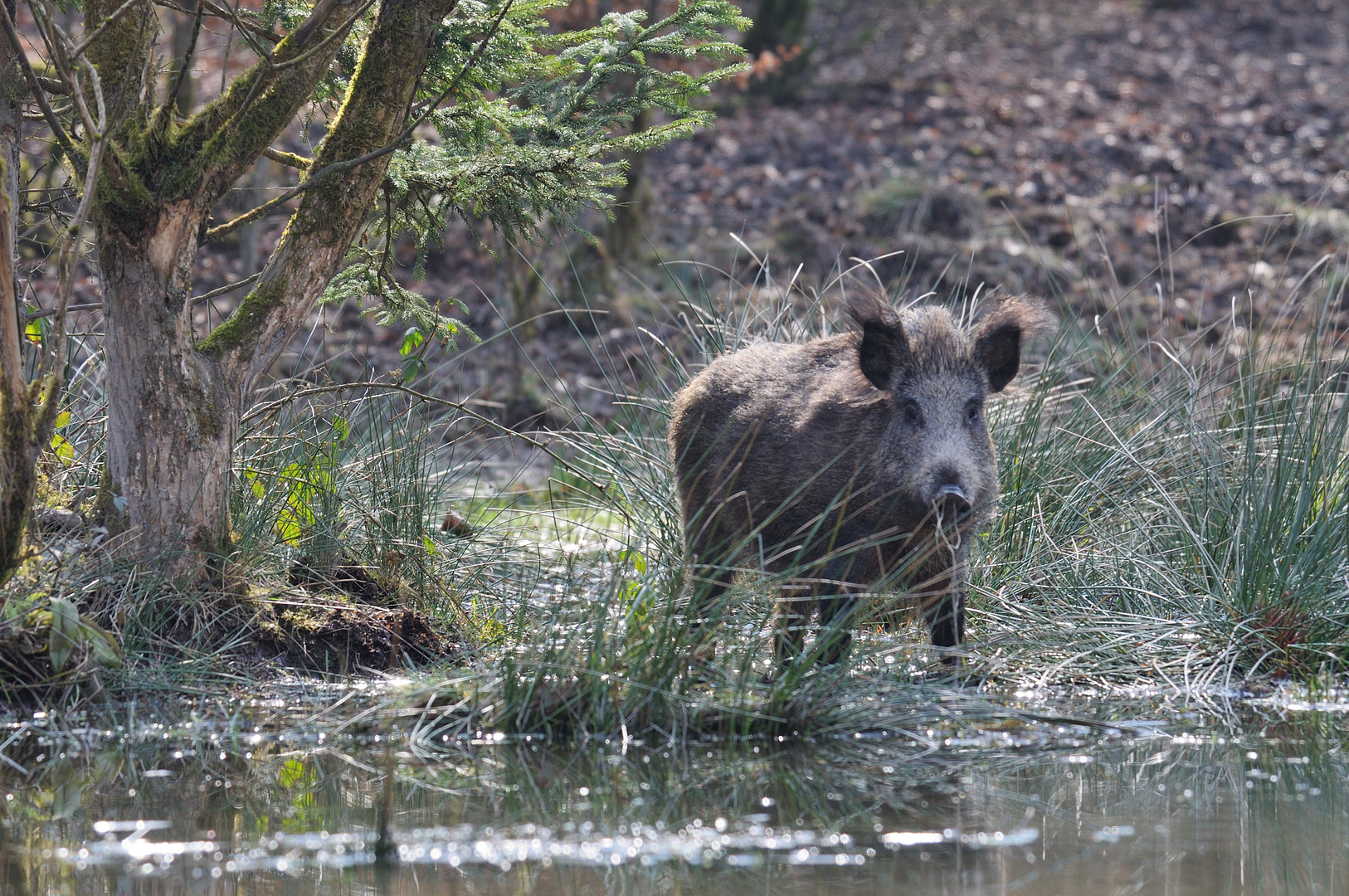 Schweineblick