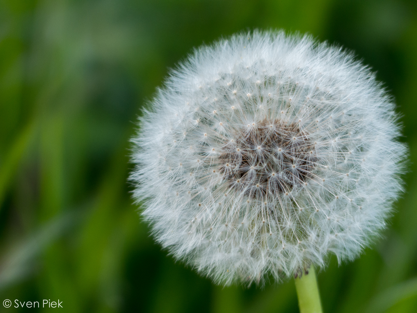 Schweineblume