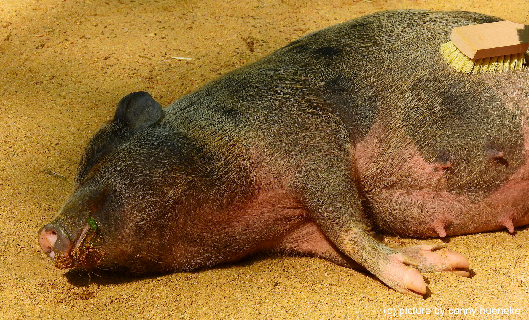 Schweineborsten bürsten :-)