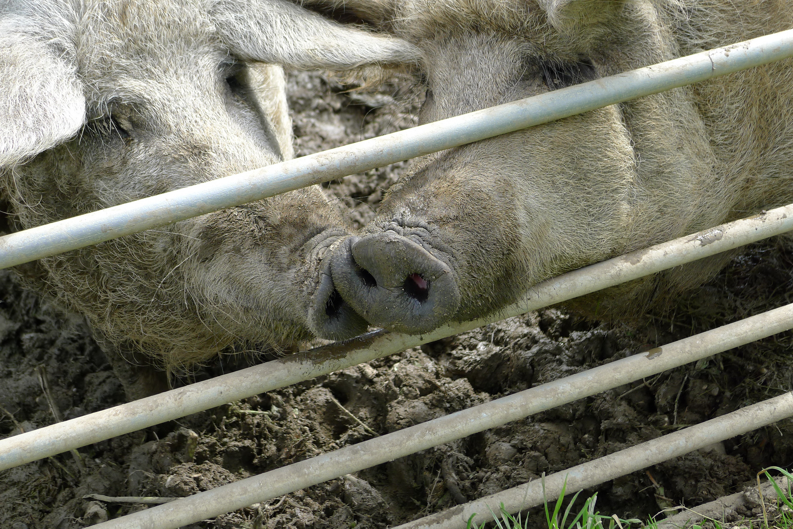 Schweinebussi