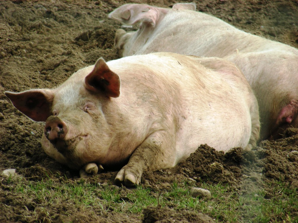 "Schweinecamping" am Schaalsee