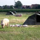 Schweinefamilie