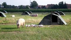 Schweinefamilie