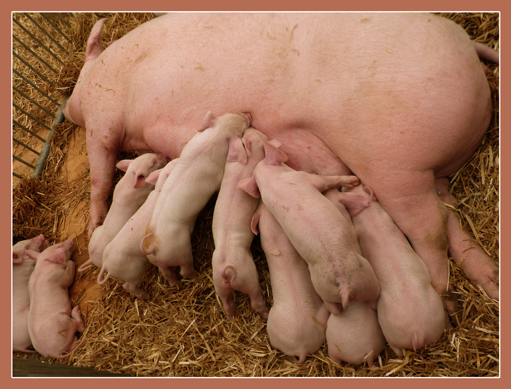 Schweinefamilie.