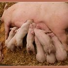 Schweinefamilie.