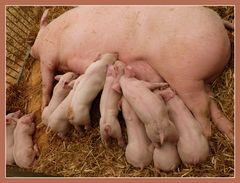 Schweinefamilie.