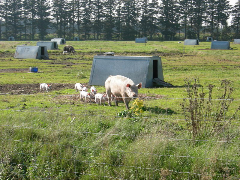 Schweinefamilie mit Eigenheim und Garten.