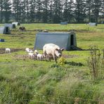 Schweinefamilie mit Eigenheim und Garten.