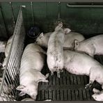 Schweinefleisch; in Produktion