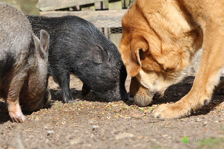 Schweinefütterung mit Kamel ;-)