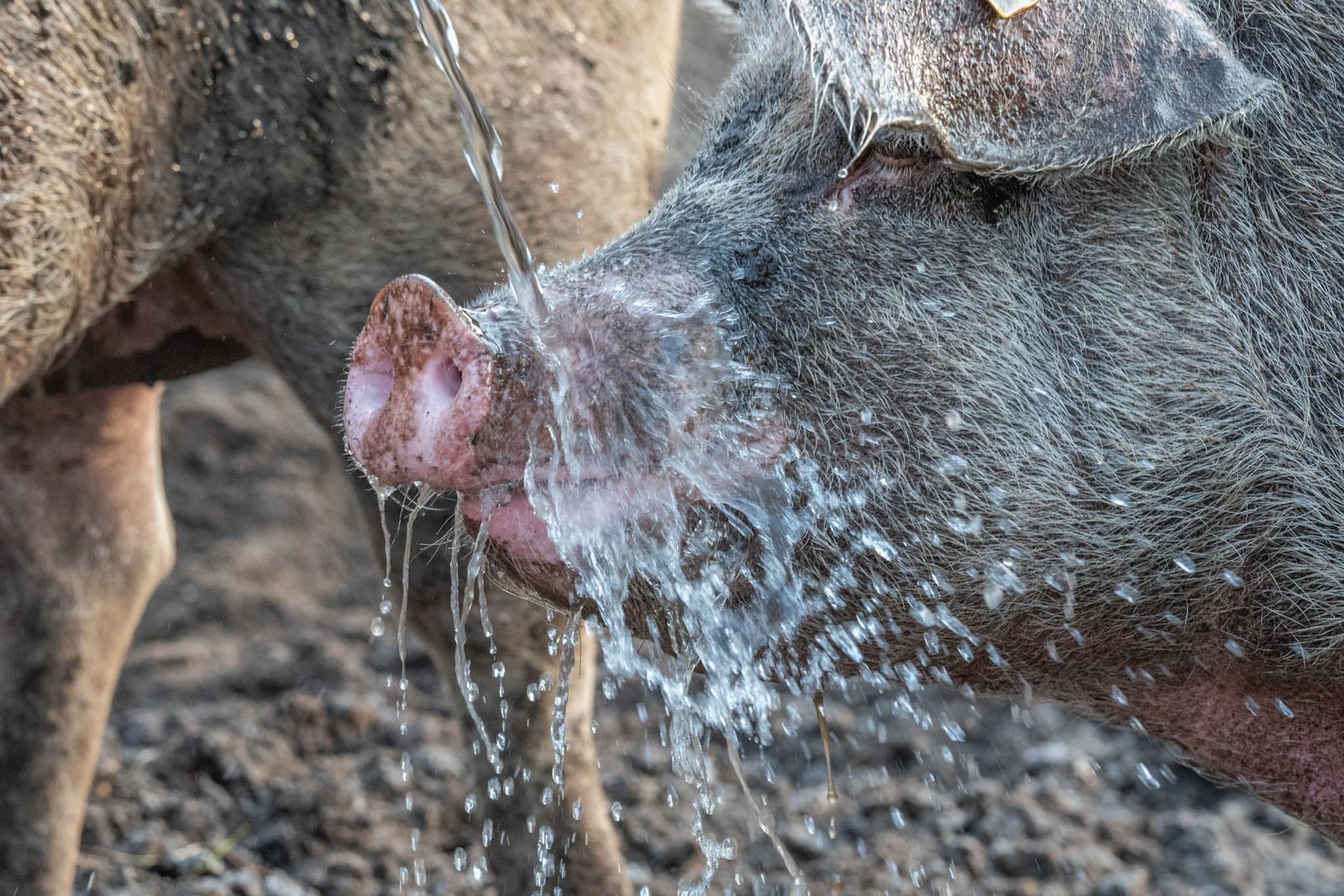 Schweinegeiles Sommerfeeling ...