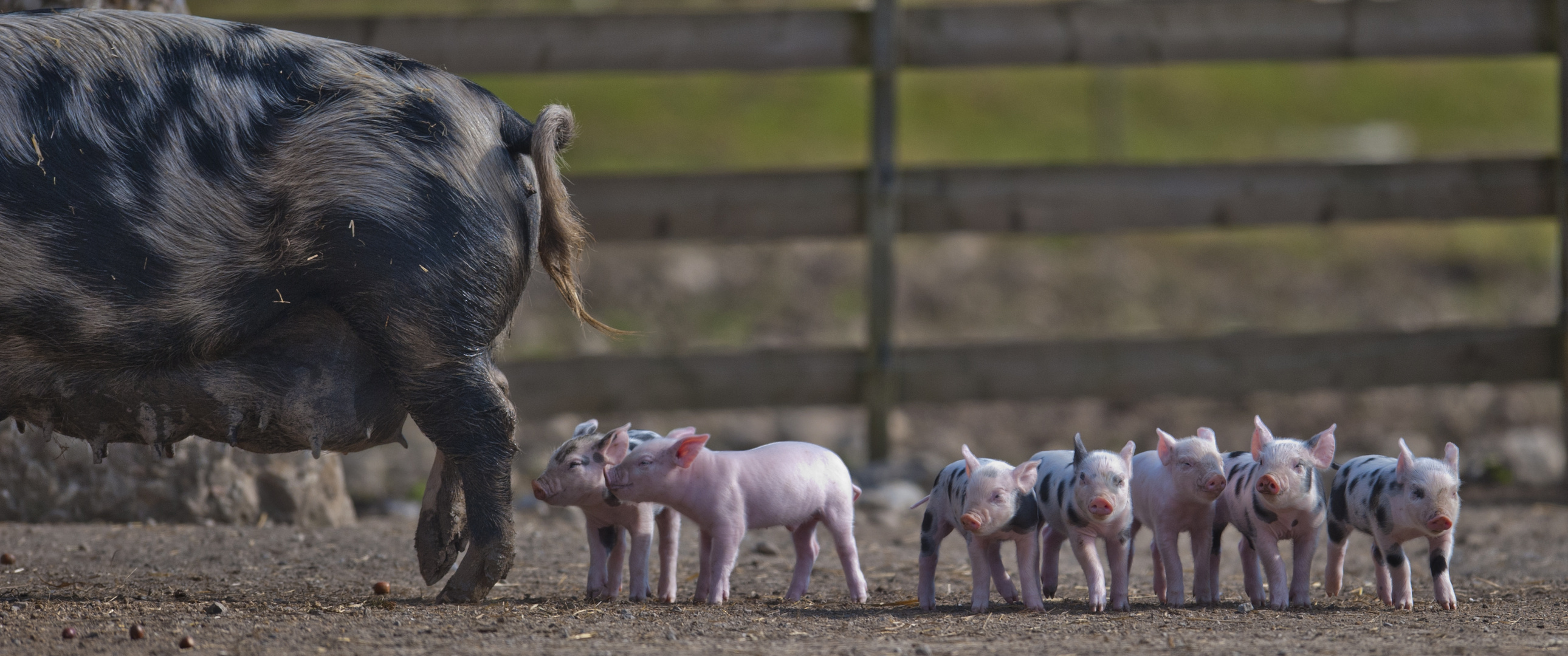 Schweineglück