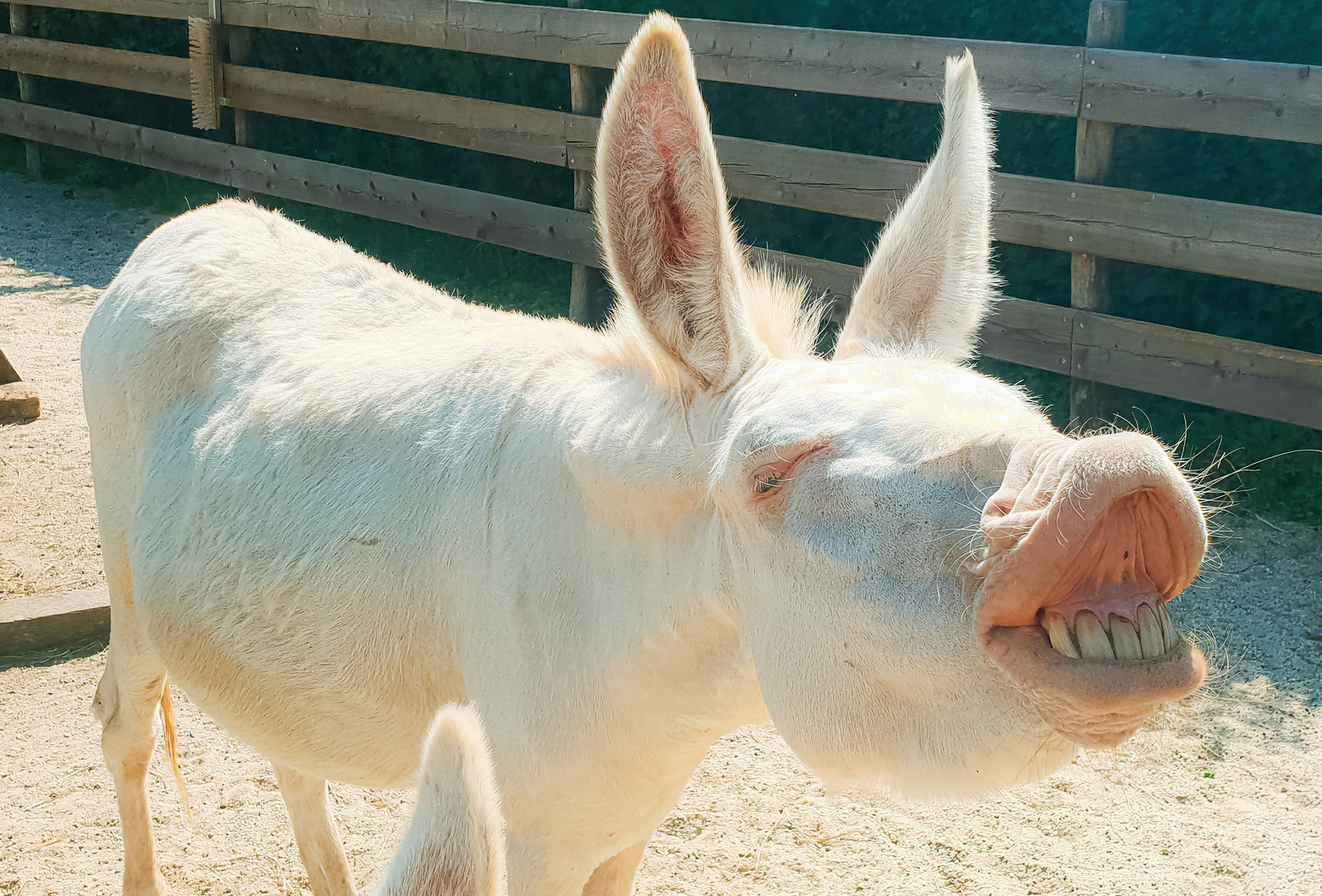 Schweinegrinser