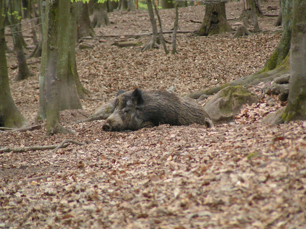 Schweinegrippe ??!