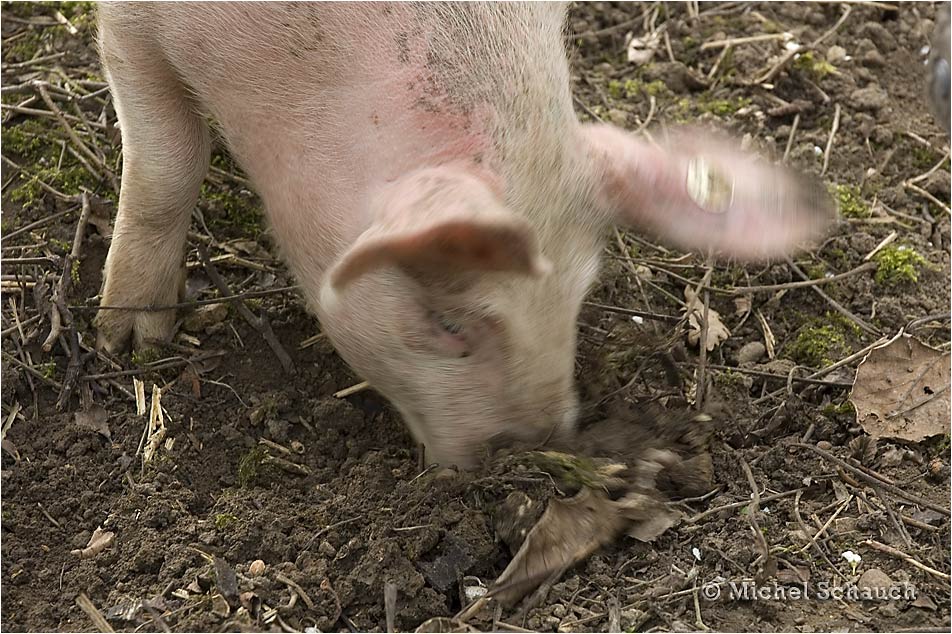 Schweinehimmel?