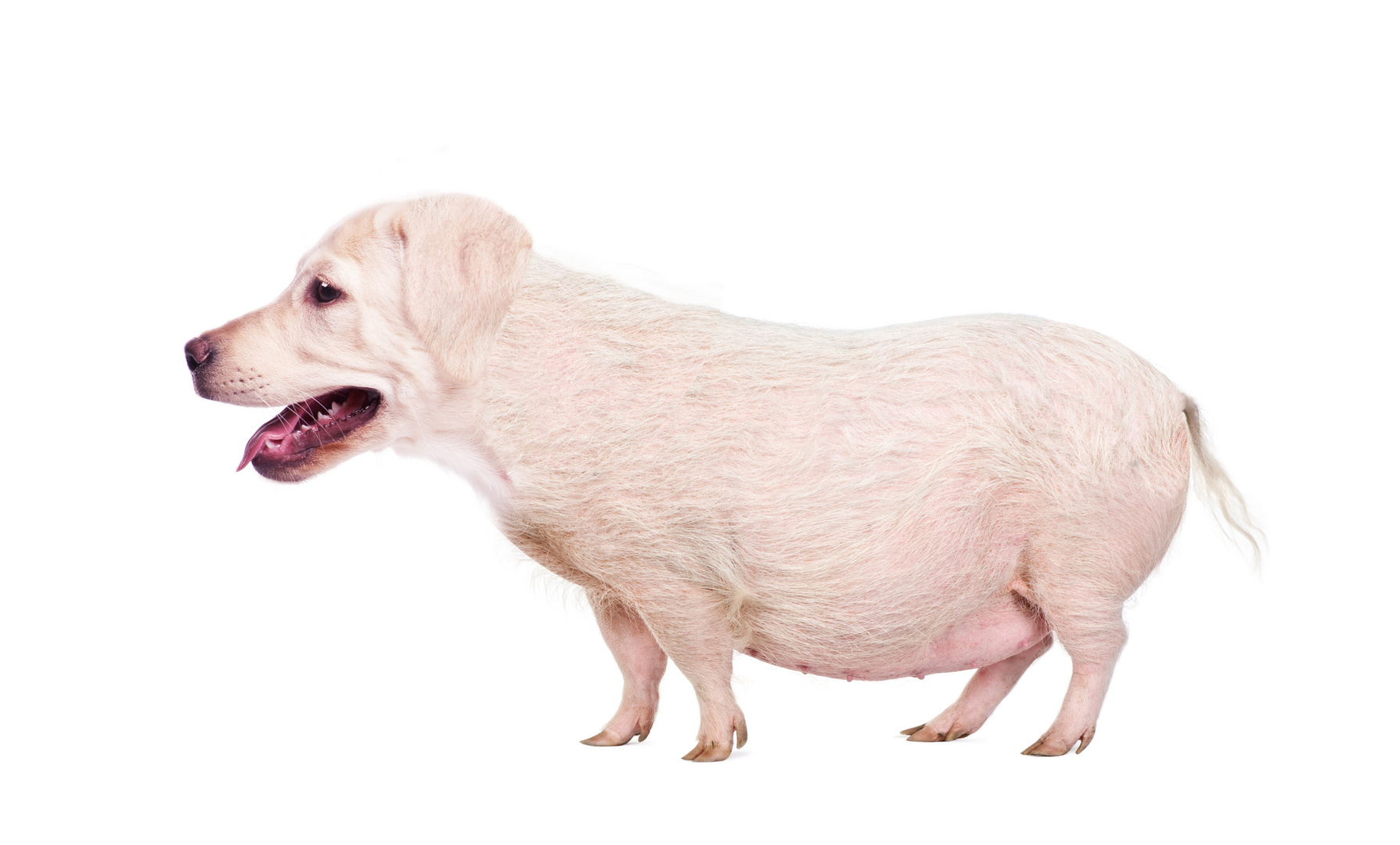 Schweinehund