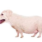 Schweinehund