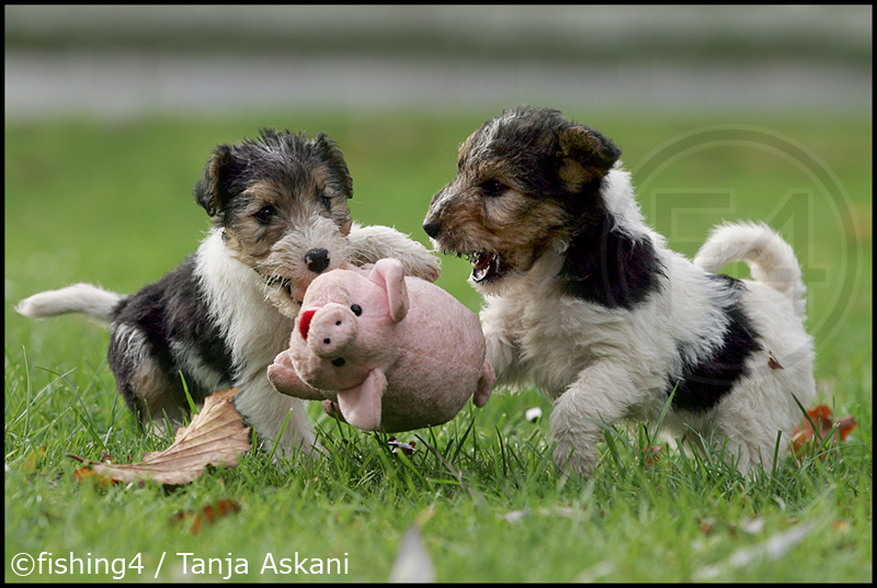 Schweinejagd