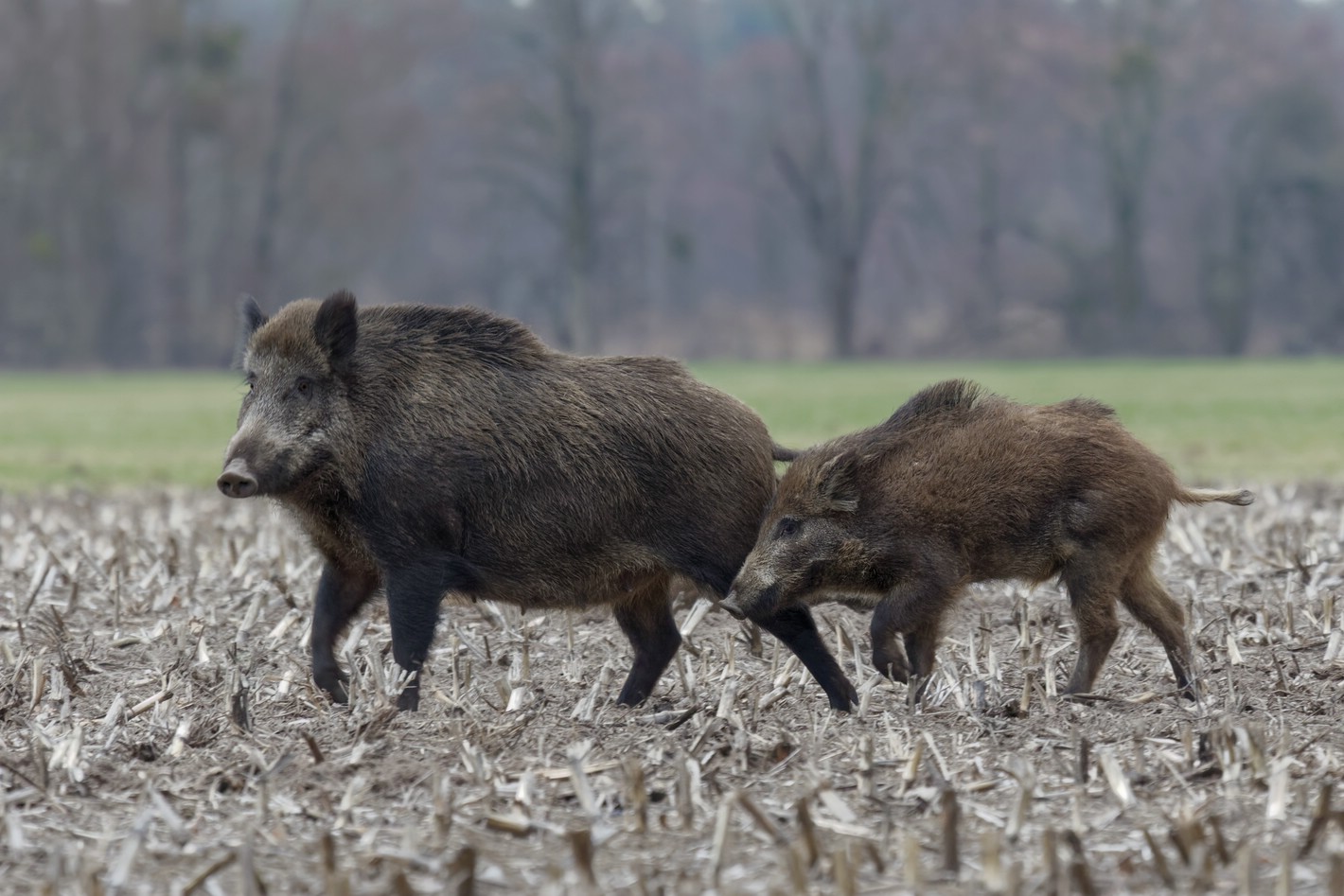 schweinekalt 