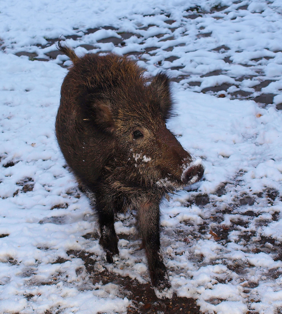 Schweinekalt....heute...