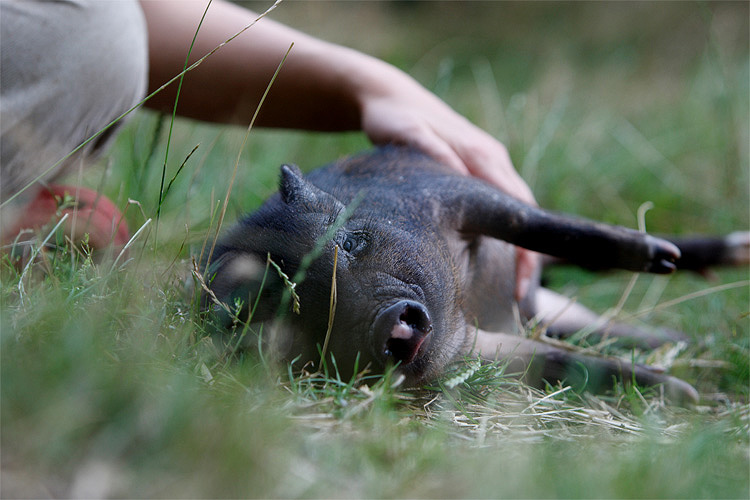 Schweinekraulen