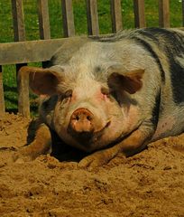 Schweinelächeln...