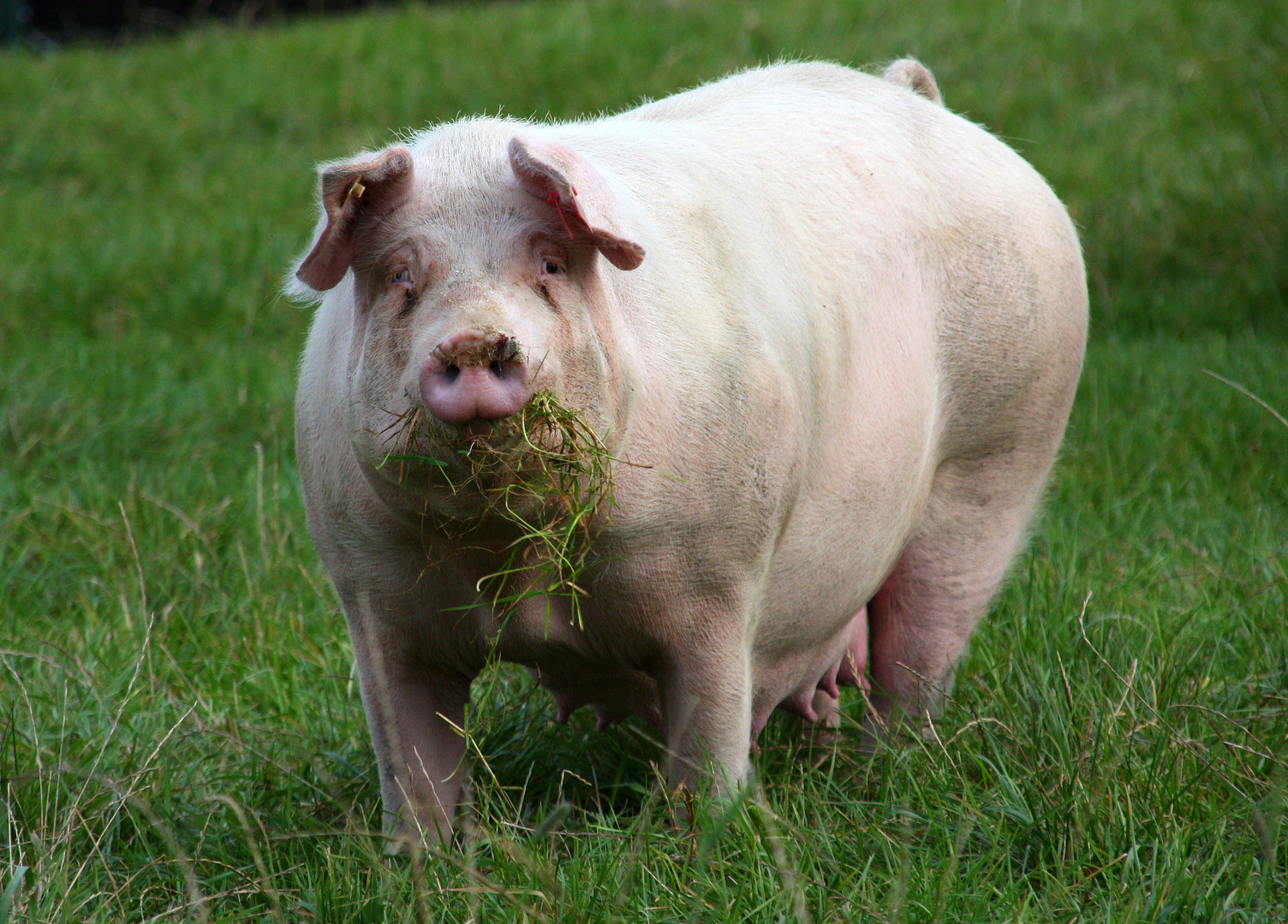 Schweineleben