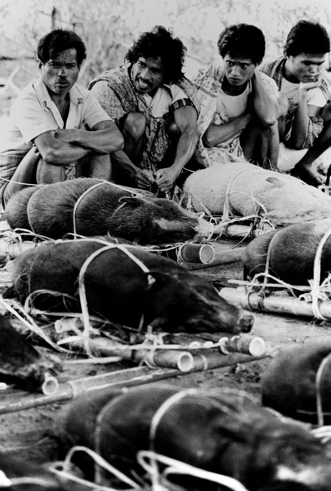 Schweinemarkt in Rantepao, Sulawesi