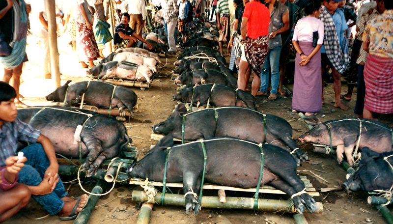 Schweinemarkt in Rantepao - Sulawesi