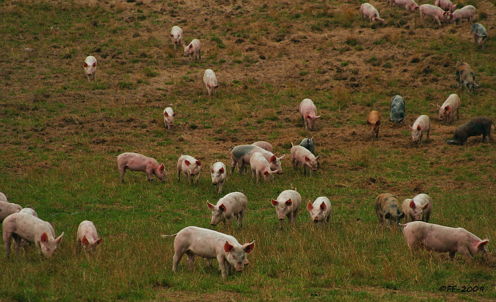 Schweinemast in Neppermin