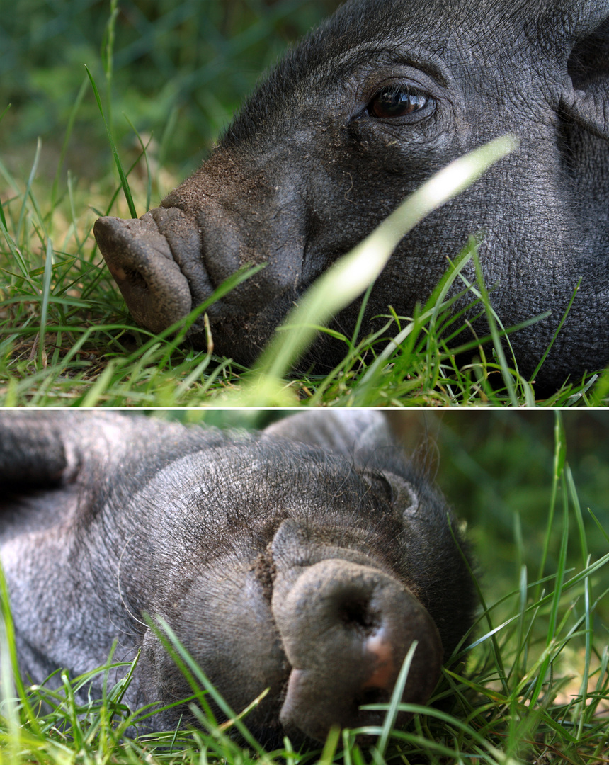 SchweineMüde